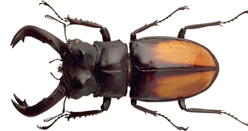 莫斯科昆蟲“或葡萄酒”品牌包裝設計，不過看起來有點恐怖