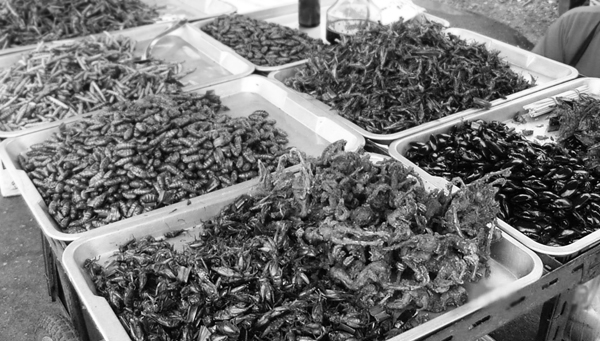 莫斯科昆蟲“或葡萄酒”品牌包裝設計，不過看起來有點恐怖