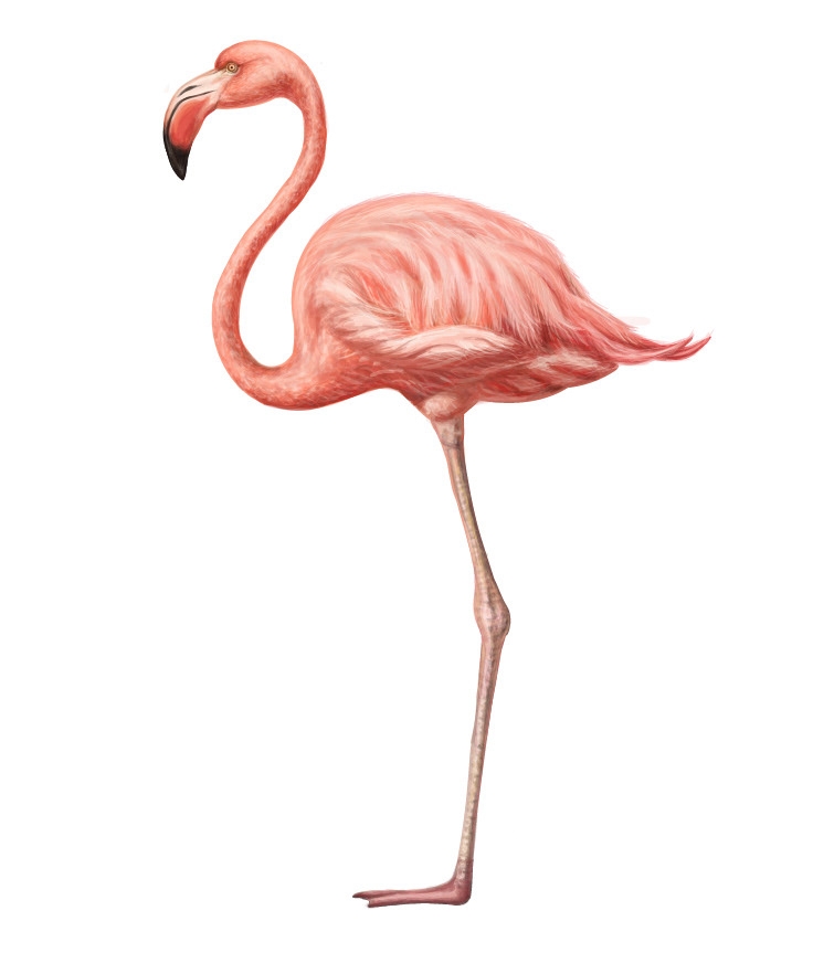 自然界野生動物來體現化妝品的純天然—護膚品包裝設計